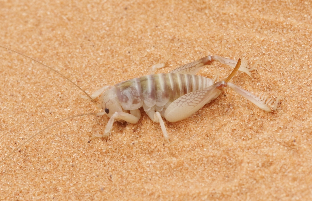 Ammobaenetes phrixocnemoides