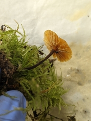 Xeromphalina cauticinalis