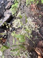 Eupatorium serotinum