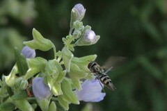 Platycheirus trichopus