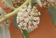 Asclepias welshii