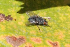 Calliphora