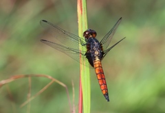 Hadrothemis defecta