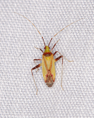 Creontiades rubrinervis