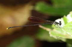 Allocnemis flavipennis