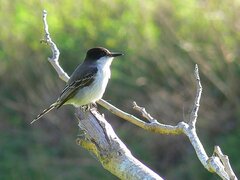 Tyrannus caudifasciatus