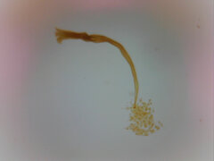 Cribraria microcarpa