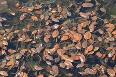 Potamogeton polygonifolius