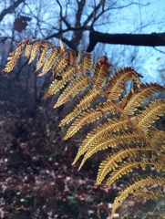 Athyrium asplenioides