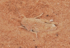 Trimerotropis barnumi