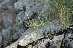 Atriplex portulacoides