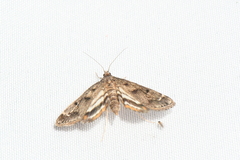Parapoynx obscuralis