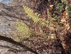 Athyrium asplenioides