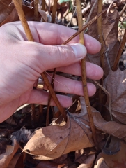 Athyrium asplenioides