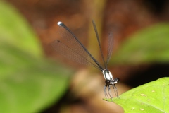 Elattoneura villiersi