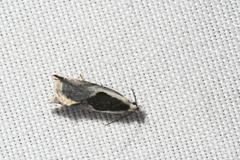 Ancylis sheppardana