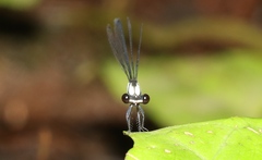 Elattoneura villiersi