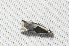 Ancylis sheppardana