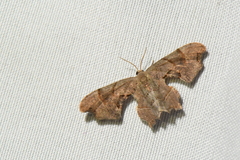 Calledapteryx dryopterata