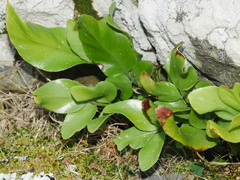 Asplenium oblongifolium