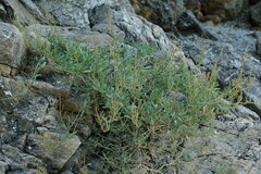 Atriplex portulacoides