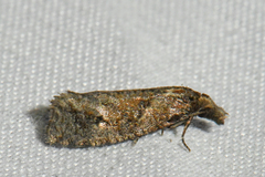 Phtheochroa
