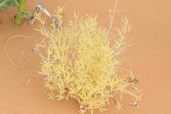 Ladeania lanceolata