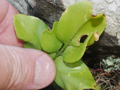 Asplenium oblongifolium
