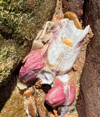 Megabalanus