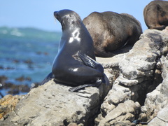 Arctocephalus pusillus pusillus