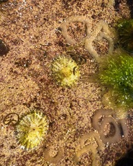 Siphonaria denticulata