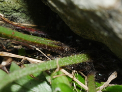 Asplenium oblongifolium
