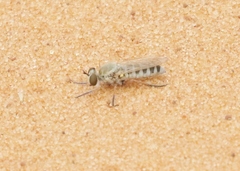 Laphystia