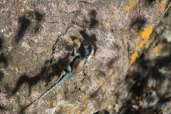 Sceloporus minor