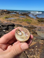 Astralium tentoriiforme