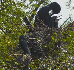 Phalacrocorax fuscicollis