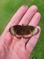 Biblis hyperia
