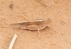 Trimerotropis barnumi