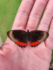 Biblis hyperia