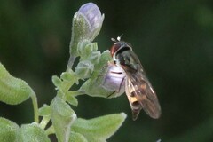 Platycheirus trichopus