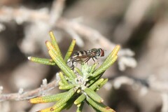 Platycheirus trichopus
