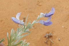 Sophora stenophylla