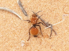 Dasymutilla bioculata