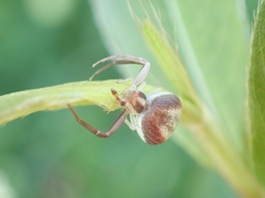 Ebrechtella pseudovatia