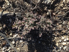 Euphorbia melanadenia