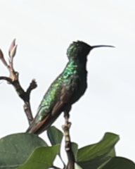 Anthracothorax prevostii