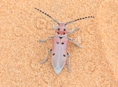 Tetraopes annulatus