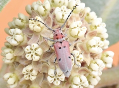 Tetraopes annulatus