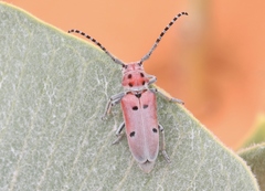 Tetraopes annulatus