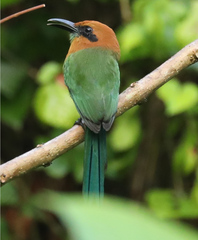 Electron platyrhynchum